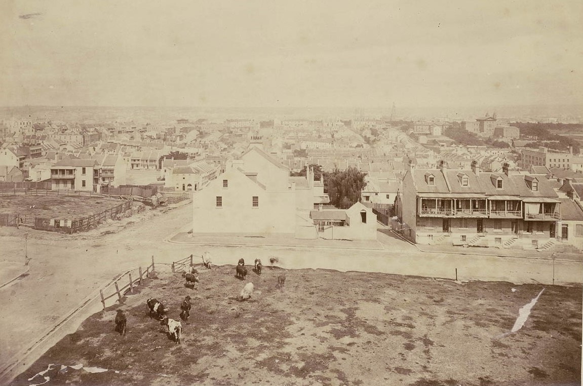 Photograph showing cattle grazing with Sydney in the background